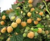 Саженцы малины Утренняя роса, желтая