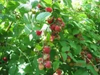 Саженцы малины Глен Ампле