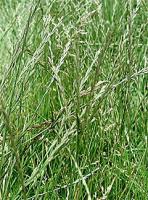 Семена райграса пастбищного