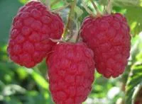 Саженцы малины Феномен