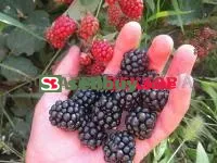 Саженцы ежевики Честер (Chester)