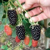 Ежевика «Natchez» (Натчез)