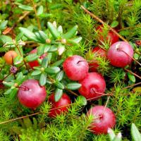 Саджанці журавлини Стівенс