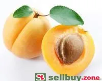 Саджанці абрикосу