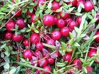 Саджанці журавлини Пілігрім