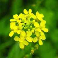 Семена горчицы белой сорт Елена 10 т