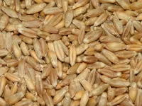 Семена озимого тритикале сорт "Славко" элита 10.5 т