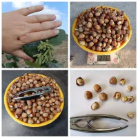 Саженцы фундука привитые на медвежий орех от Киктенко Н.Ф.